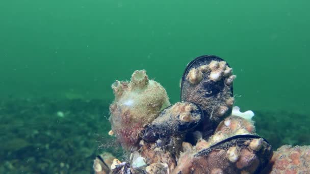 Ασκληδιανό Sea Molgula Euprocta Βράχο Κατάφυτο Μύδια Στο Φόντο Τυρκουάζ — Αρχείο Βίντεο