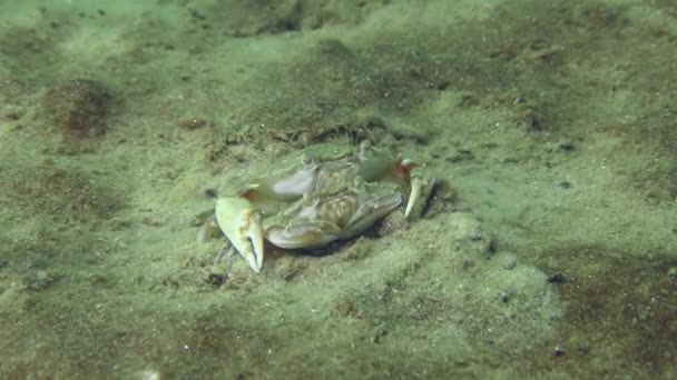 Reproduction Crabe Nageur Volant Liocarcinus Holsatus Avant Accouplement Mâle Dessus — Video