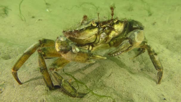 Green Crab Shore Crab Carcinus Maenas Covered Fouling Sandy Seabed — Wideo stockowe