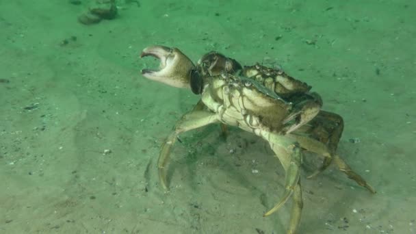 两只大青蟹或滨蟹 Carcinus Maenas 在海底相遇时 螃蟹用爪子感觉另一只蟹 然后朝不同方向分叉 — 图库视频影像