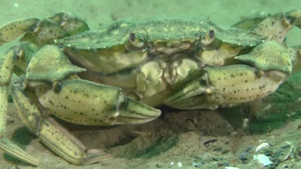 Velký Krab Zelený Carcinus Maenas Písečném Mořském Dně Zblízka — Stock video