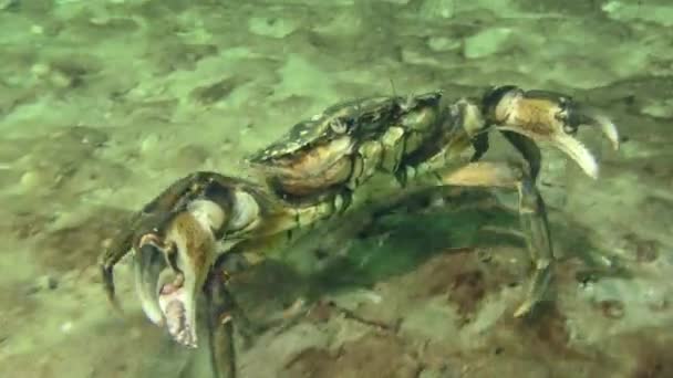绿螃蟹或海岸蟹 Carcinus Maenas 沿着沙质底部移动 然后通过广泛地伸展其钳子来表现出一种威胁的姿态 — 图库视频影像