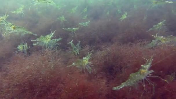 Large Numbers Baltic Prawn Palaemon Adspersus Red Algae Covering Seabed — Stock Video