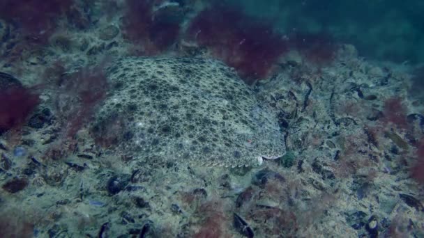 从侧面看 土拨鼠 Scophthalmus 躺在布满贻贝和红藻的底部 — 图库视频影像