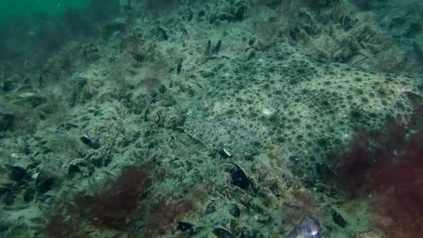Rodaballo Europeo Scophthalmus Maximus Encuentra Parte Inferior Cubierta Mejillones Algas — Vídeos de Stock