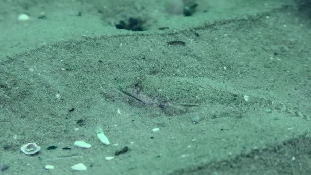 Smok Risso Callionymus Risso Jest Idealnie Zakamuflowany Piaszczystym Dnie Morza — Wideo stockowe