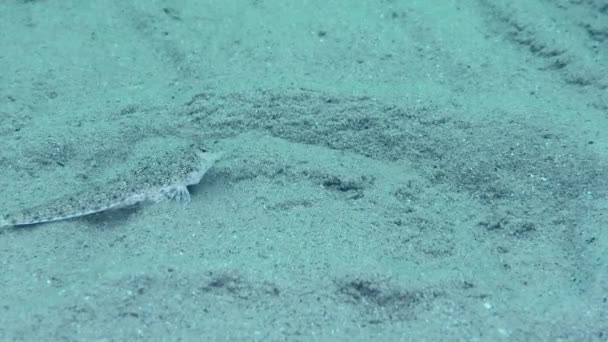 Risso Dragonet Callionymus Risso Sandy Seabed Swims Frame Close — стокове відео