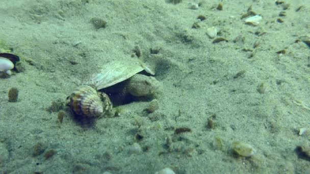 Reproduction Marbled Goby Pomatoschistus Marmoratus Hermit Crab Crawls Alongside Male — Αρχείο Βίντεο