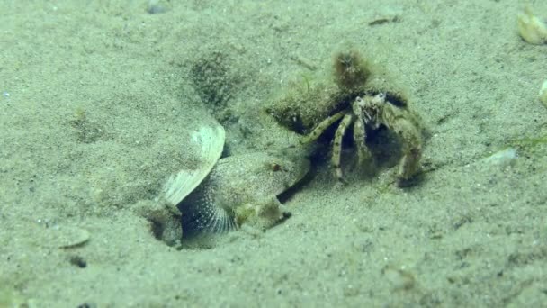 Breeding Marbled Goby Pomatoschistus Marmoratus Hermit Crab Crawls Head Male — Stock Video