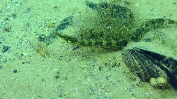 Black Striped Pipefish Syngnathus Abaster Hides Bush Algae Sandy Bottom — Stock Video