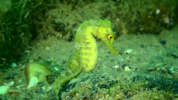 ロング スヌート シーホース Hippocampus Gutulatus 金色の目をした美しいエメラルド色のシーホースで 背景に海藻を揺らし クローズアップ — ストック動画