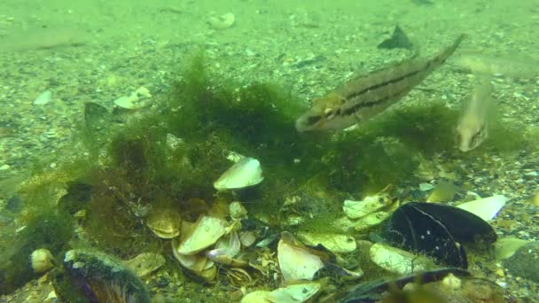 Fortpflanzung Grauer Lippfisch Symphodus Cinereus Allgegenwärtige Meeresbeobachter Interessieren Sich Nicht — Stockvideo