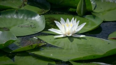 Beyaz Nilüfer çiçeği veya Avrupa beyaz su zambağı (Nymphaea alba) bir tatlı su deposunun yüzeyinde, orta ölçekli bir çekim.