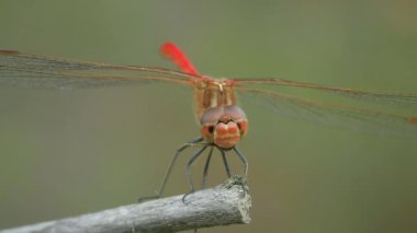 Bıyıklı darter (Sympetrum vulgatum) havalanıyor ve bir dala konuyor ve pençeleriyle gözlerini temizliyor..