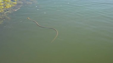 Dice Snake (Natrix tessellata) yüzer ve yüzen su bitkilerinin üzerinde dinlenmek için tırmanır..