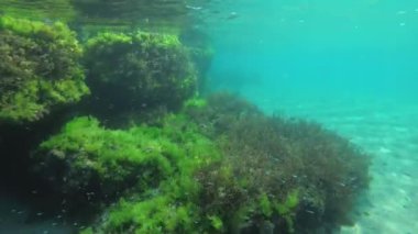 Yeşil yosun (Enteromorpha, Ulva) ile kaplı sığ sulardaki kayalar).