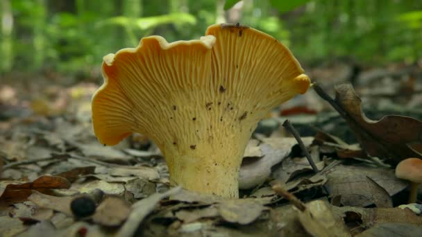 Cogumelo Comestível Chanterelle Cantharellus Cibarius Fundo Chão Floresta — Vídeo de Stock