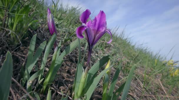 Iris Pigmeo Púrpura Iris Enano Iris Pumila Contra Una Pendiente — Vídeos de Stock