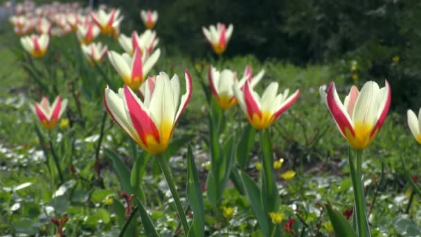 Kultivary Vyšlechtěné Dvoukvětým Tulipánem Tulipa Biflora Jsou Široce Používány Zahradnictví — Stock video