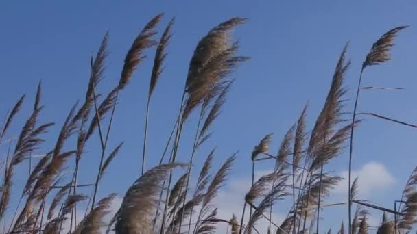 一种有成熟的普通芦苇种子的总状花序 在蓝天的风中摇曳 — 图库视频影像