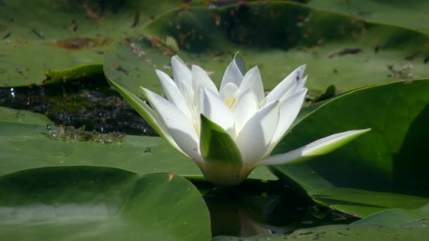 Krásná Květina Bílá Vodní Lekníny Nebo Evropské Lekníny Nymphaea Alba — Stock video