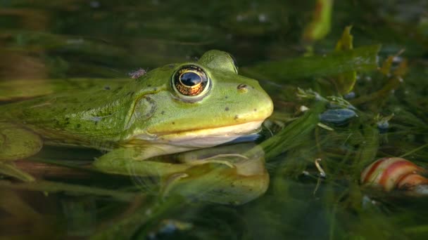 Žabák Zelený Nebo Žába Euroasijská Pelophylax Ridibundus Napůl Ponořená Vodě — Stock video