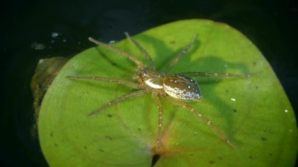 Mergulho Bell Spider Aranha Água Argyroneta Aquatica Uma Folha Flutuante — Vídeo de Stock