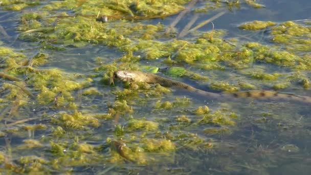 Dice Snake Natrix Tessellata Está Descansando Plantas Aquáticas Flutuantes Atirando — Vídeo de Stock