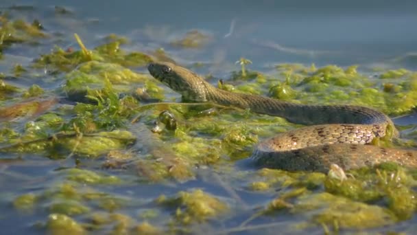 Ζάρια Φίδι Natrix Tessellata Στηρίζεται Επιπλέοντα Υδρόβια Φυτά Γυρίσματα Γλώσσα — Αρχείο Βίντεο