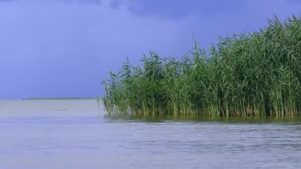 Delta Dunaju Zarośla Trzciny Cukrowej Phragmites Australis Wybrzeżu Morza Zbliżenie — Wideo stockowe