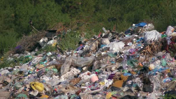 Wysypisko Śmieci Wysypisko Miejskie Wysypisko Śmieci Jest Miejscem Żywienia Dużej — Wideo stockowe