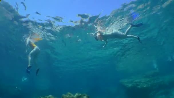 Snorkeling Uma Menina Uma Máscara Subaquática Flutua Superfície Água Câmera — Vídeo de Stock