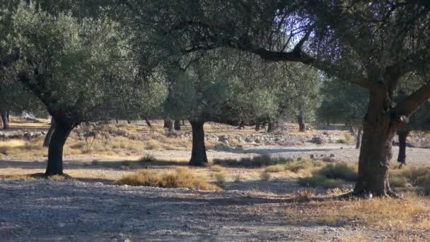 Olivový Háj Světle Nízkého Slunce Pomalé Přiblížení Evropa Řecko — Stock video