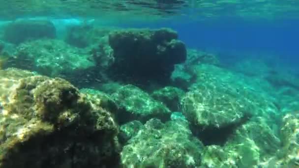 Snorkeling Camera Moves Rocky Underwater Landscape Numerous Fish Algae — Stockvideo
