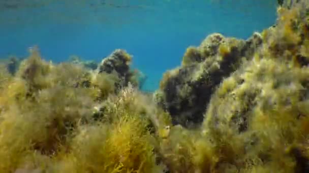 Schöne Unterwasserlandschaft Steine Zappelnde Algen Die Sonnenstrahlen Der Wassersäule — Stockvideo