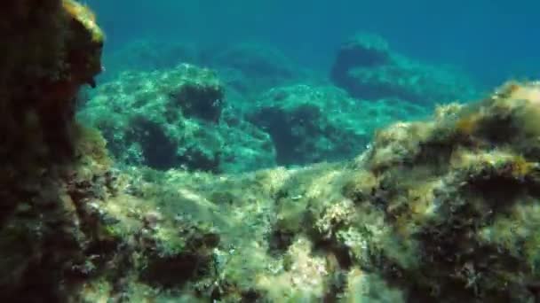 Zanieczyszczenie Morza Opona Samochodowa Dnie Morza Pobliżu Odległej Wyspy Morze — Wideo stockowe
