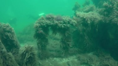 Enkaz dalışı: enkaz arasında bir grup dalgıç algler ve hidroid polipleriyle kaplanmış harabeler..