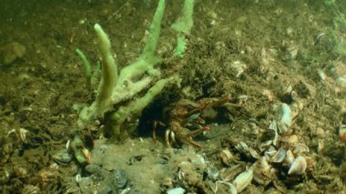 Geniş Pençeli Kerevit (Astacus astacus) bir süngerin altında saklanıyor..