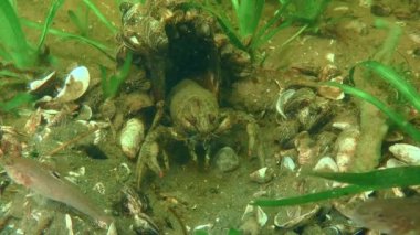 Geniş Pençeli Kerevit (Astacus astacus) plastik konserve evini meraklı balık Yuvarlak Goby 'den (Neogobius melanostomus) korur.).