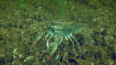 Avrupa kerevitleri (Astacus astacus) yavaş yavaş nehir tabanında sürünerek ayaklarıyla yiyecek arayışına girerler..