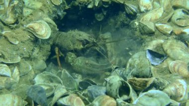 Avrupa kerevitleri (Astacus astacus), kazdığı oyuktan kabukları çıkarırlar..