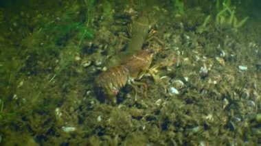 Kerevit üretimi: Dişi avrupa kerevitleri (Astacus astacus) karında görünen yumurtalarla erkeğin alt kısmında sürünür, cinsiyet farkı karın genişliği boyunca görülebilir..