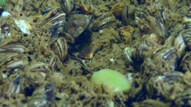 Balık üretimi: Erkek yarışçı goby (Babka gymnotrachelus), Zebra Massel ile kaplı bir nehir yatağında yuvasından çıkar..