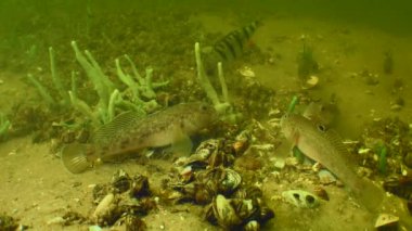 Uzaylı türleri: Neogobius melanostomus (Yuvarlak Goby) 'nin bir kısmı yiyecek için nehrin dibinde savaşıyor..