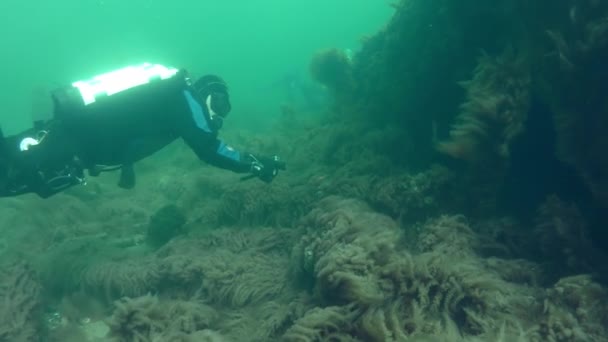 Подводное Плавание Водолаз Входит Развалины Обломков Заросших Водорослями Гидроидными Полипами — стоковое видео