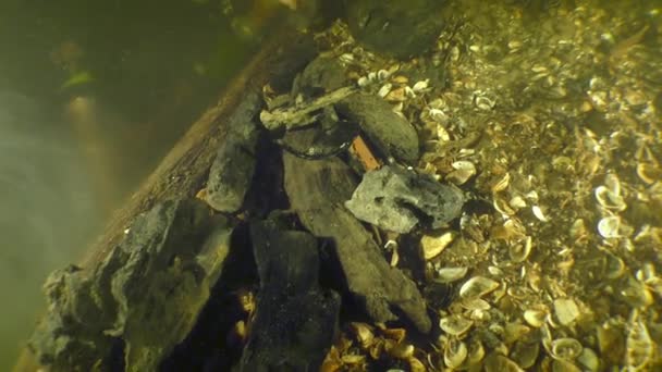 水中考古学的研究 研究者ダイバーは 底の近くに油圧ポンプで発見された遺物 クローズアップ — ストック動画