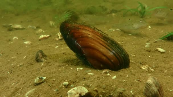 Freshwater Painter Mussel Unio Pictorum Half Buried Ground Close — Stock Video