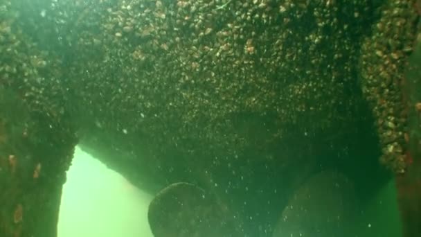Zebra Mussel Dreissena Polymorpha Számos Kagylója Teljesen Befedi Hajó Víz — Stock videók