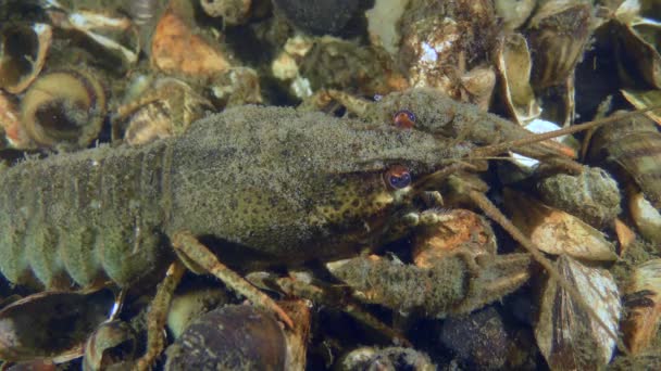 Broad Clawed Crayfish Astacus Astacus Senta Imóvel Parte Inferior Coberta — Vídeo de Stock