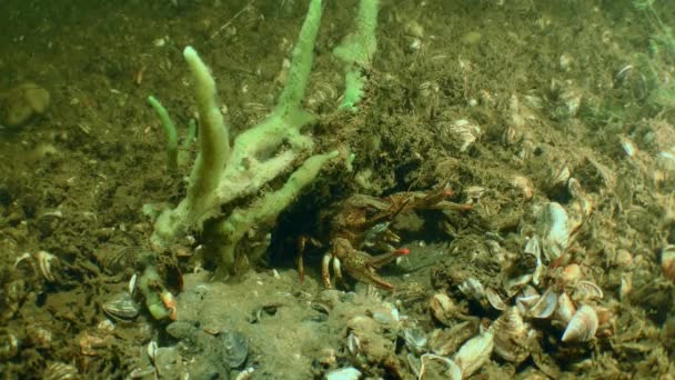 Широкий Кіготь Crayfish Astacus Astacus Ховається Під Губкою — стокове відео